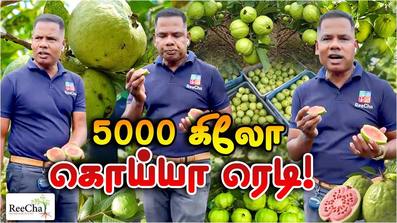 5000 KG Guava Waiting at Reecha Organic Farmhouse | Best Farm House in Sri Lanka | BK in Reecha