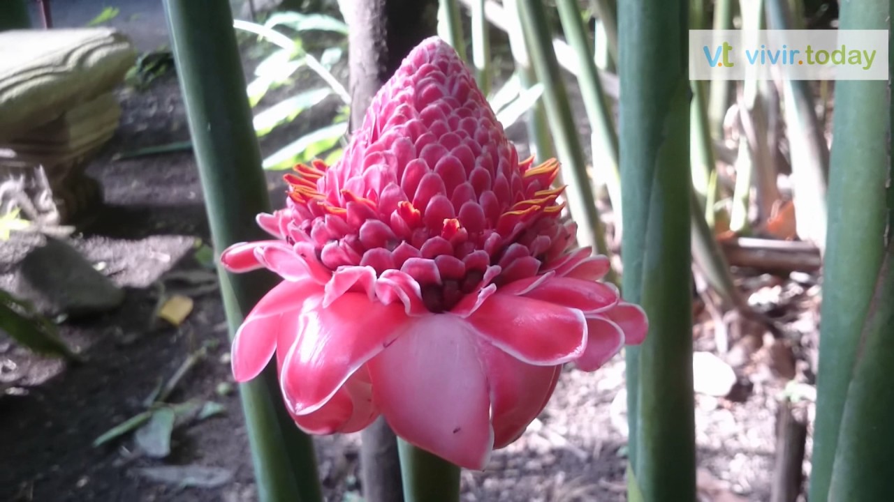 FLORES TROPICALES - Baston del Emperador