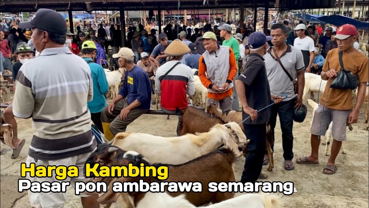 Pasaran Hewan Harga Kambing Jawa Randu Superan Murah Hari ini, Pasar Pon Ambarawa Semarang Terbaru 