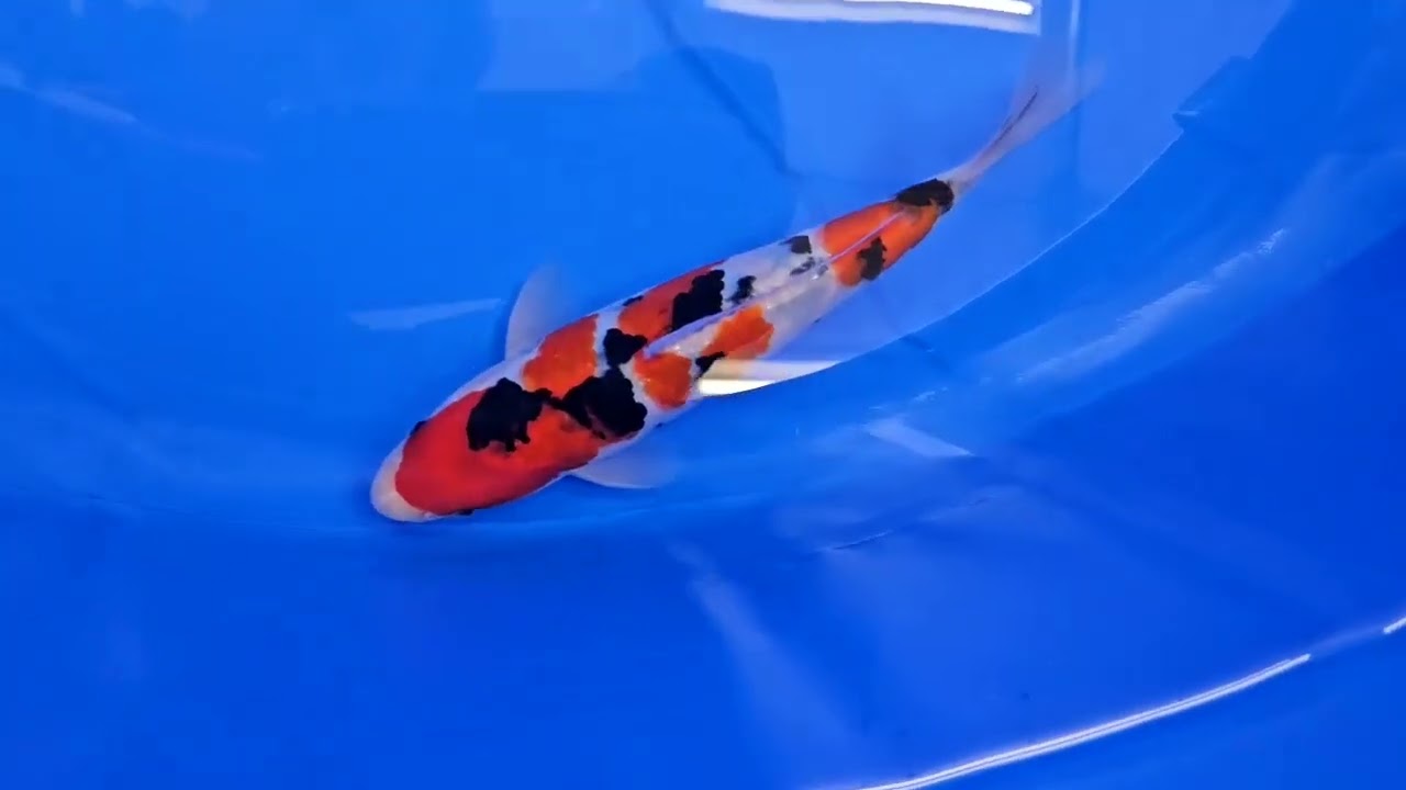 03 56thAJKS 25BuKokugyoPrize