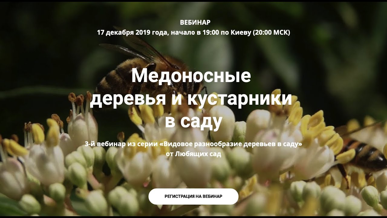 Медоносные деревья и кустарники в саду