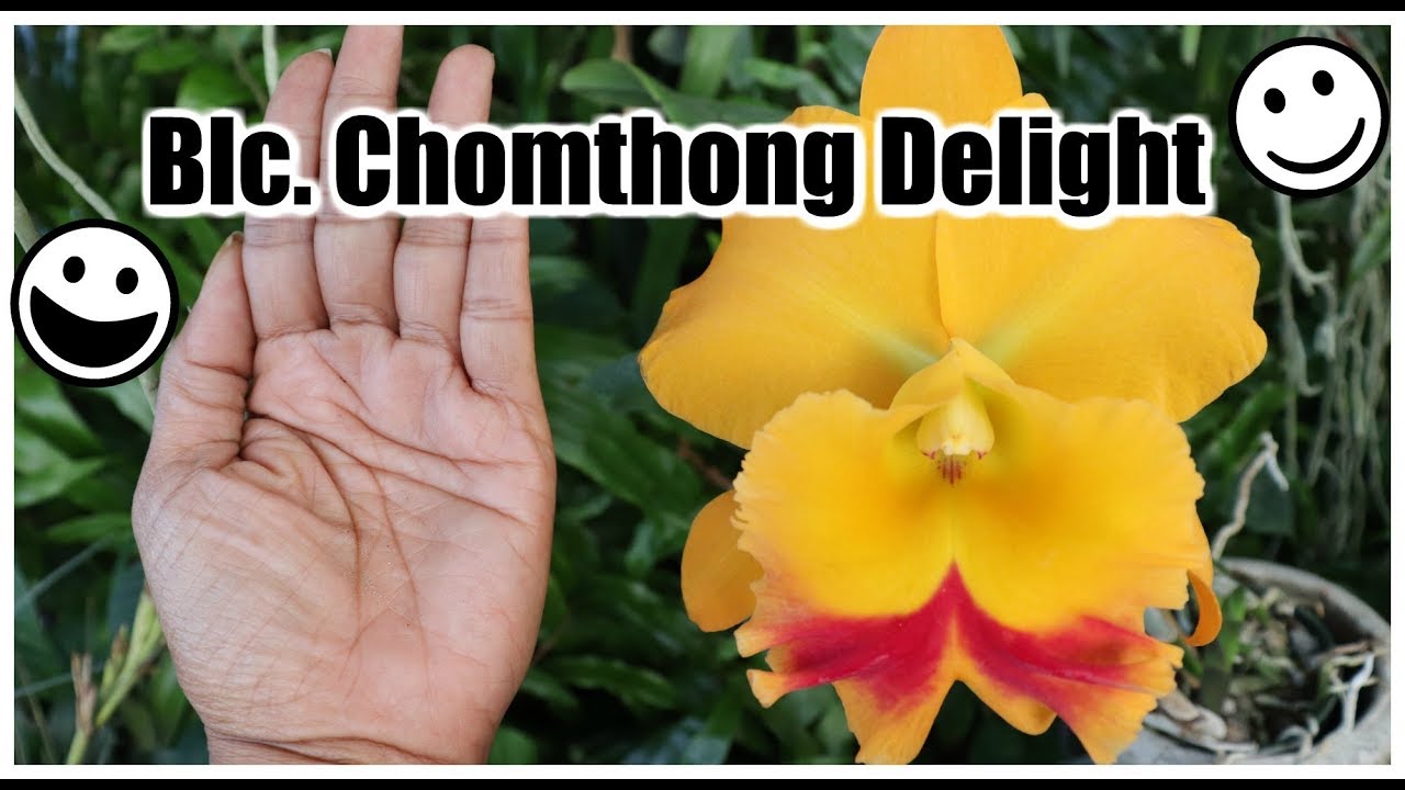Blc. Chomthong Delight - Orchid In Review