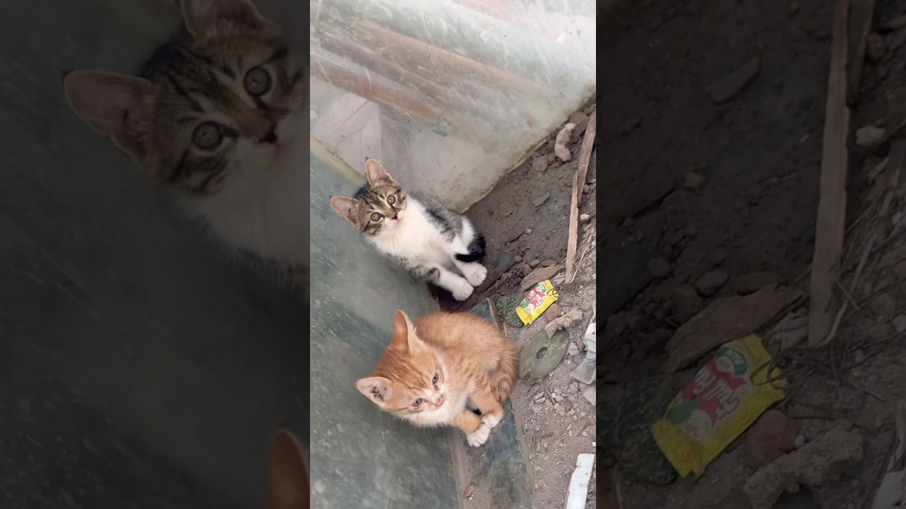 Cute kittens 🐱 meow meow cat 