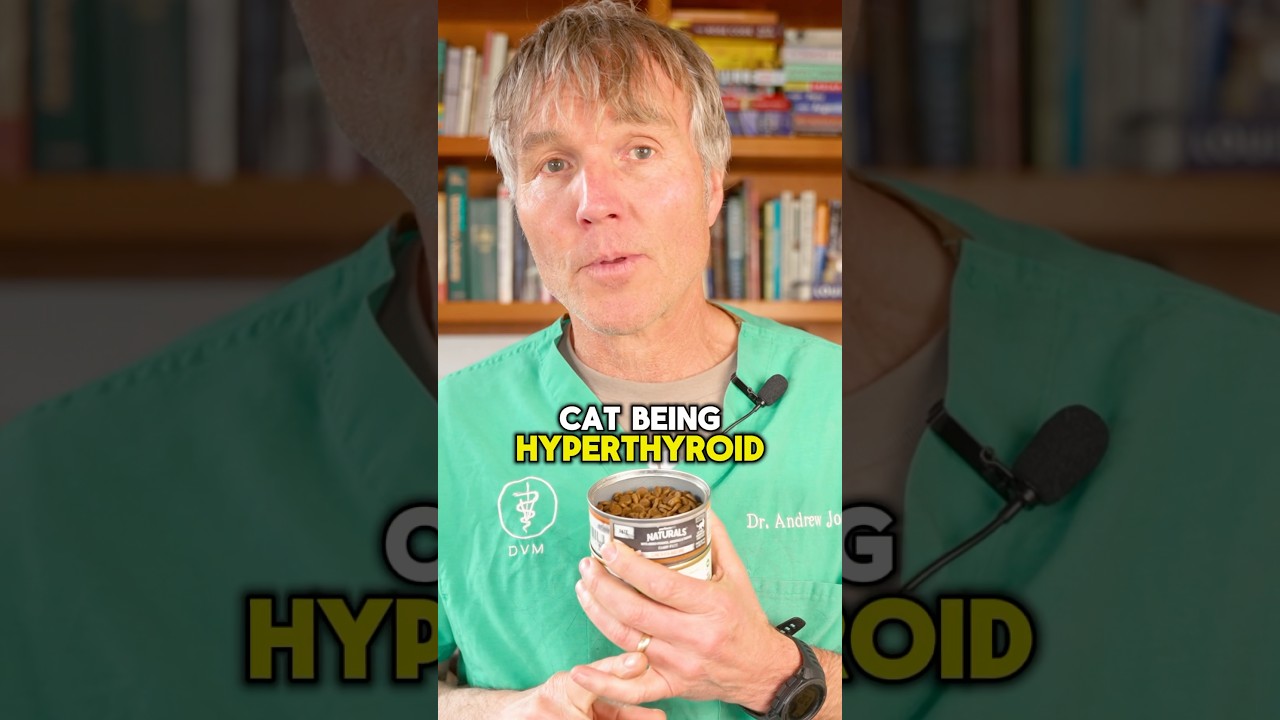#Hyperthyroidism #CatHealth #HealthyCats #PetCare #DrJonesVet #HolisticPetCare