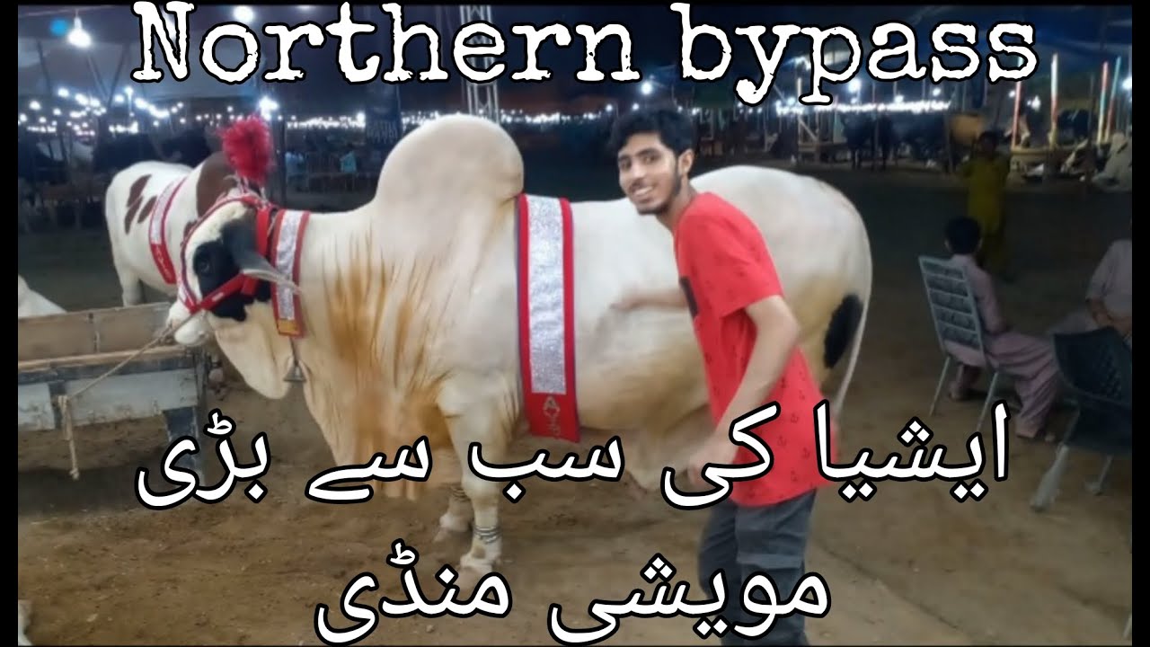 Asia ki sabse badi mandi | Northern bypass cow mandi 2023