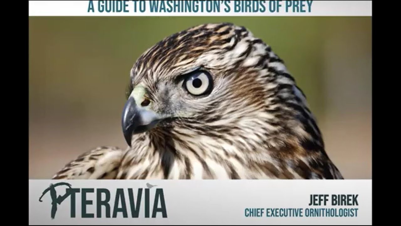 January 8, 2026, Monthly Program - Feathers and Talons: Washington’s Diurnal Raptors by Jeff Birek