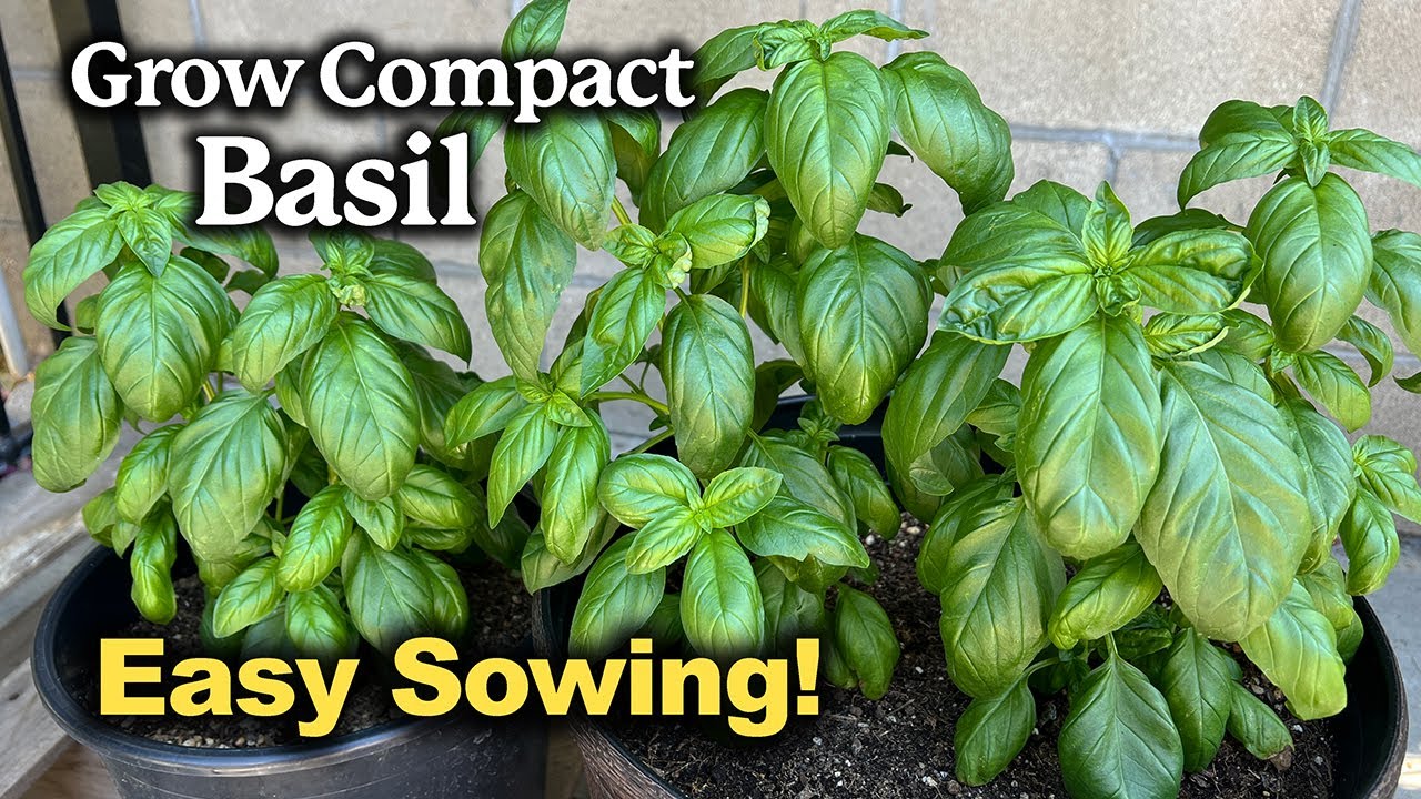 How to Grow Compact Basil from Seed in Pots🌿 | Easy planting guide