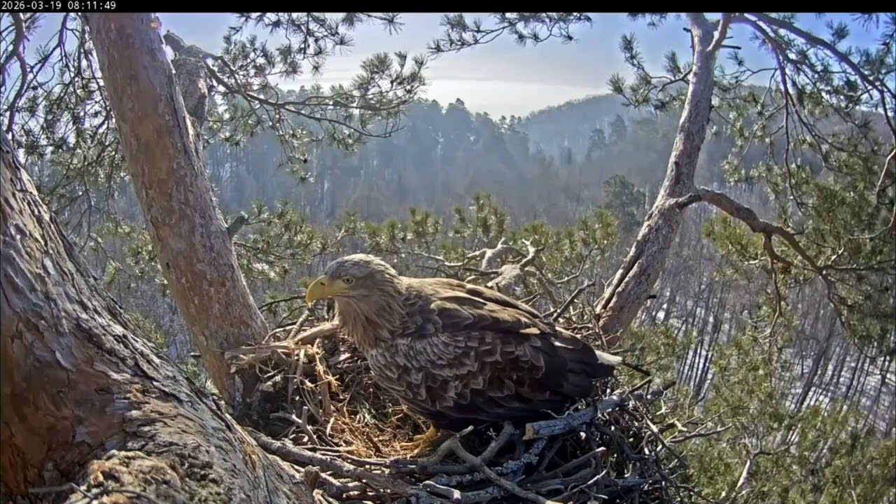 19.03.2026 Камычи. Чулман с сосновой веткой. 