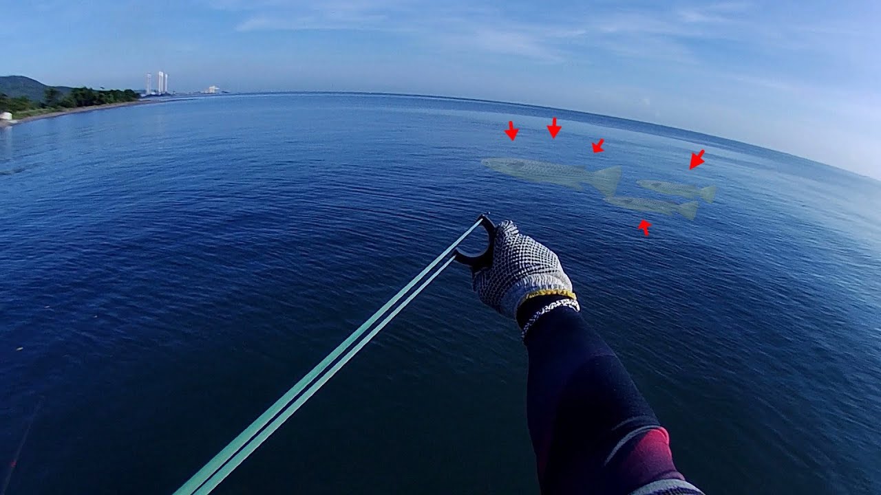 Ketapel ikan di air laut yang jernih, jinakkan ikan babon ekor kuning dengan paku cor dan karet 1745