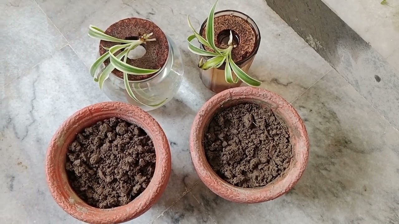 Spider Plants sy bachy Lene ka Tarika
