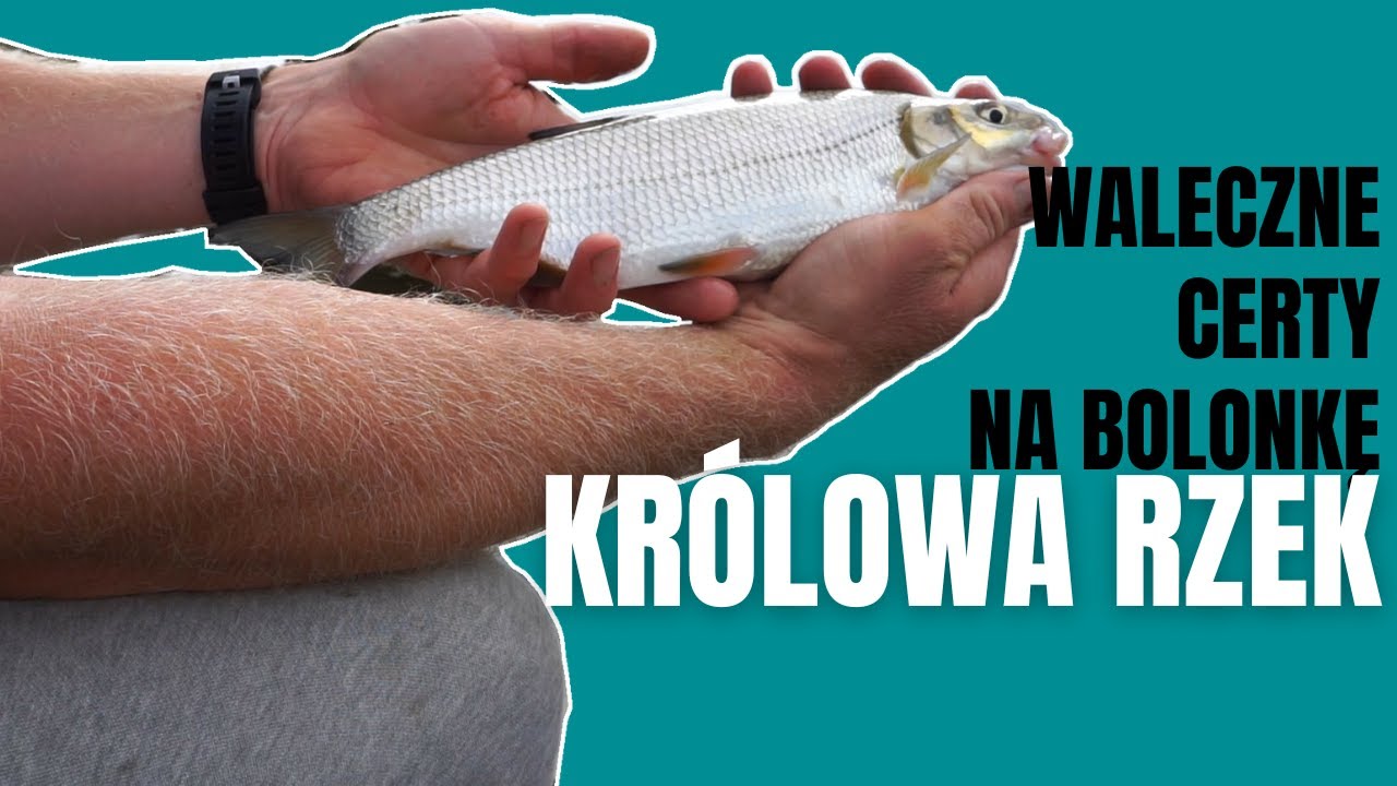 Z BOLONKĄ NAD WISŁĄ || PROSTY I SKUTECZNY ZESTAW DO METODY BOLOŃSKIEJ
