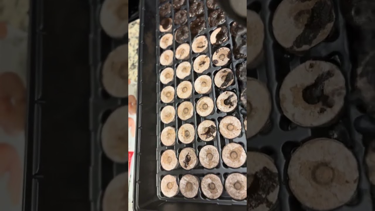 Jiffy seed starting pods.  Starting okra and artichokes. 