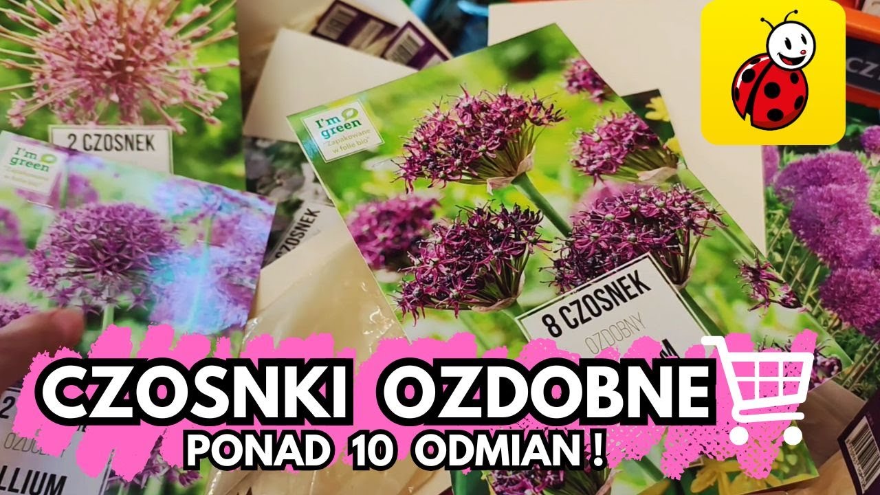 Czosnki ozdobne z Biedronki. Ponad 10 odmian! Piękne i tanie rośliny cebulowe