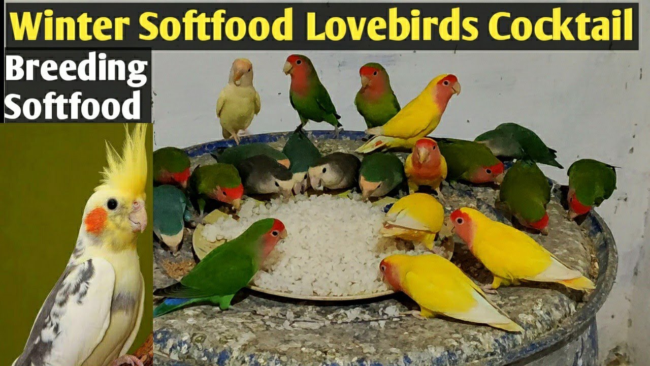 Winter Breeding Softfood Lovebirds and Cocktail