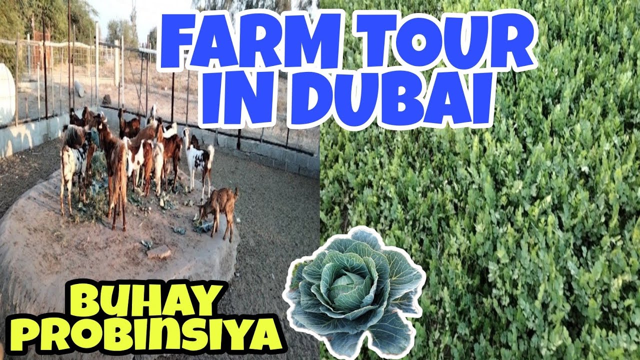 Farm Tour in Dubai | Nars tinay