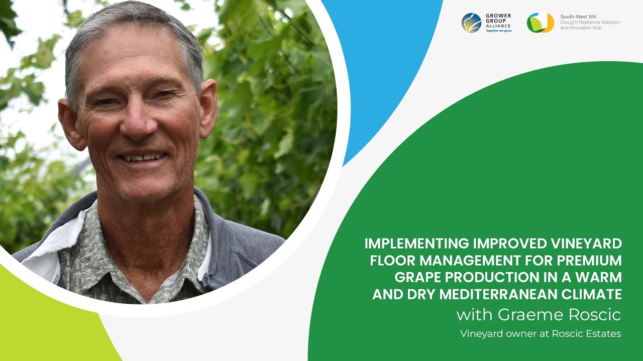 Improved vineyard floor management for premium grape production in a warm and dry climate