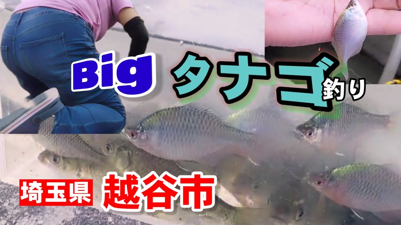 越谷市ドブでタナゴ釣ったら巨大すぎる【Fishing Girl | Best Fishing Video】