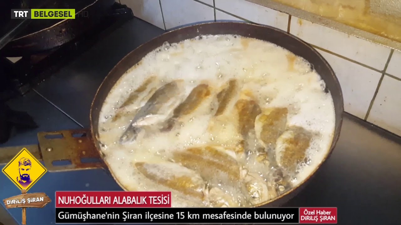 GÜMÜŞHANE / ŞİRAN  NUHOĞULLARI ALABALIK TESİSİ   YUKARI KULACA KÖYÜ 16 Mayıs 2018