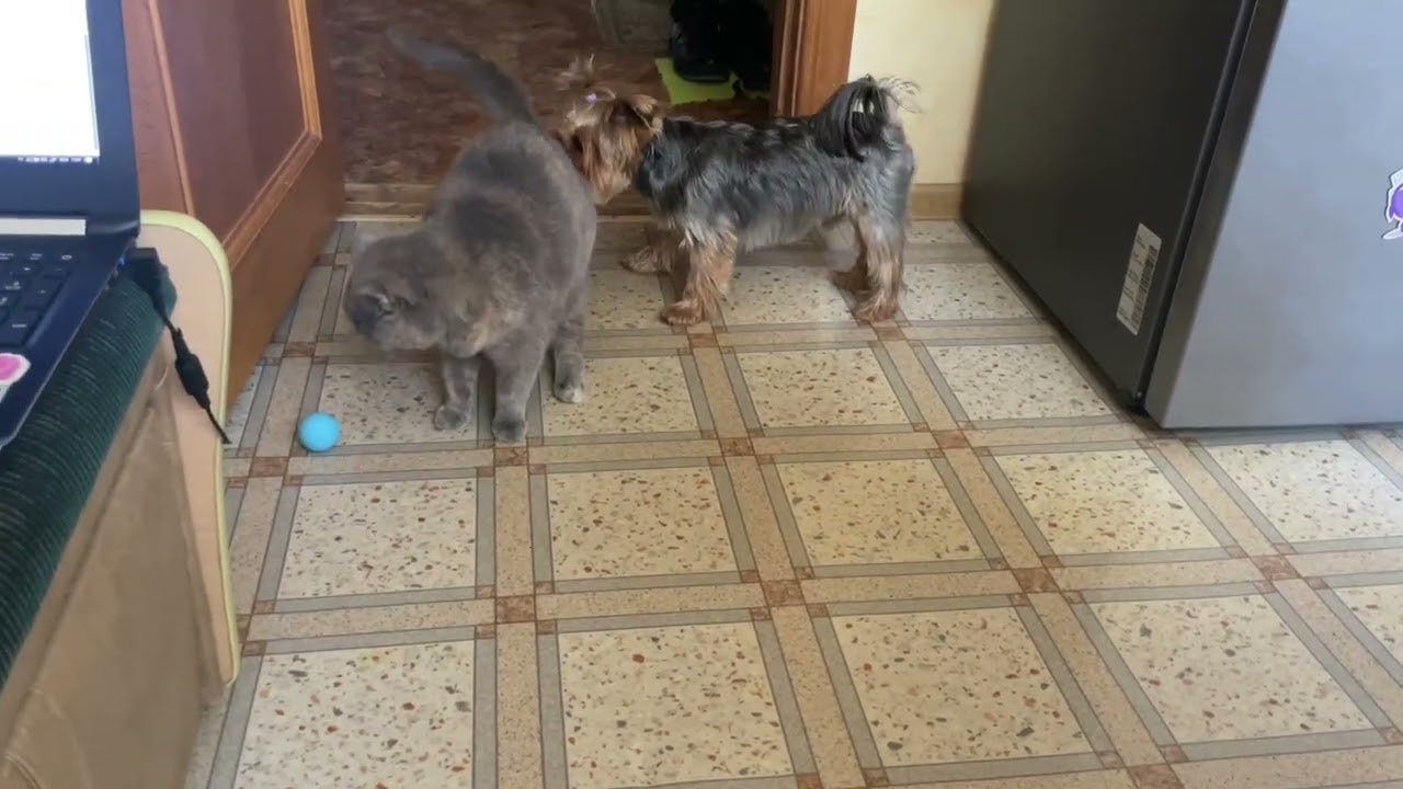 Новые игрушки 😁