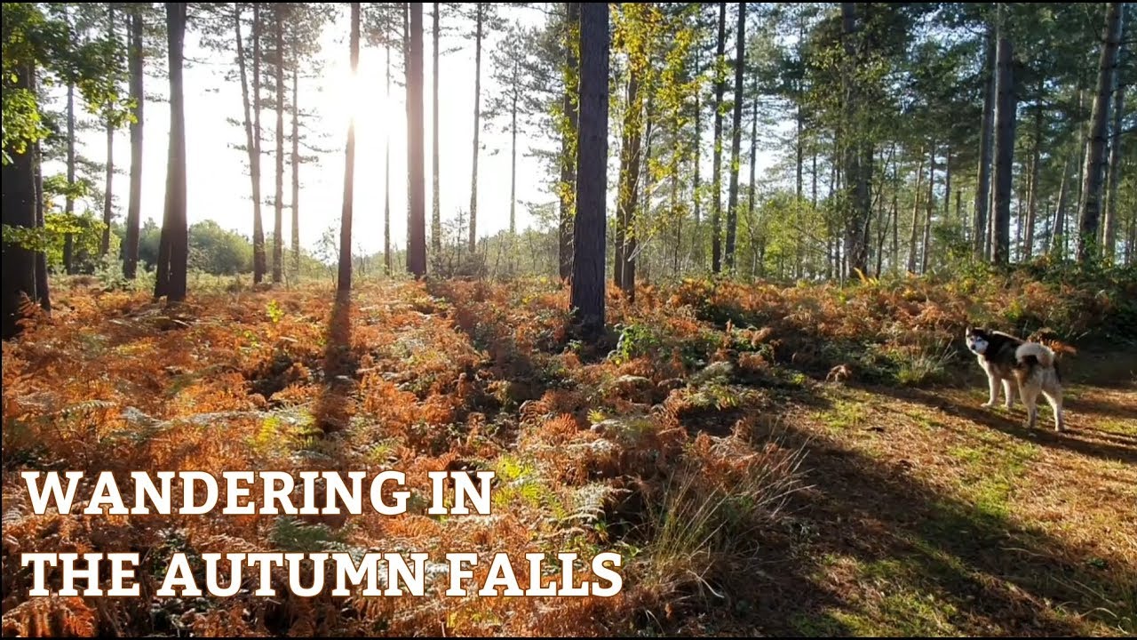 Sherpa visits Surrey in the Autumn Falls | Woodland dog wandering