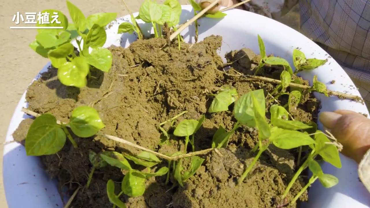 小豆の植え方を89歳が実践！
