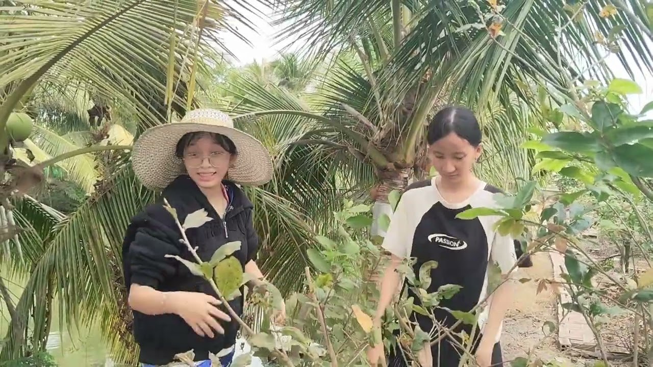 Cùng với mấy đứa em đi thu hoạch dừa khô