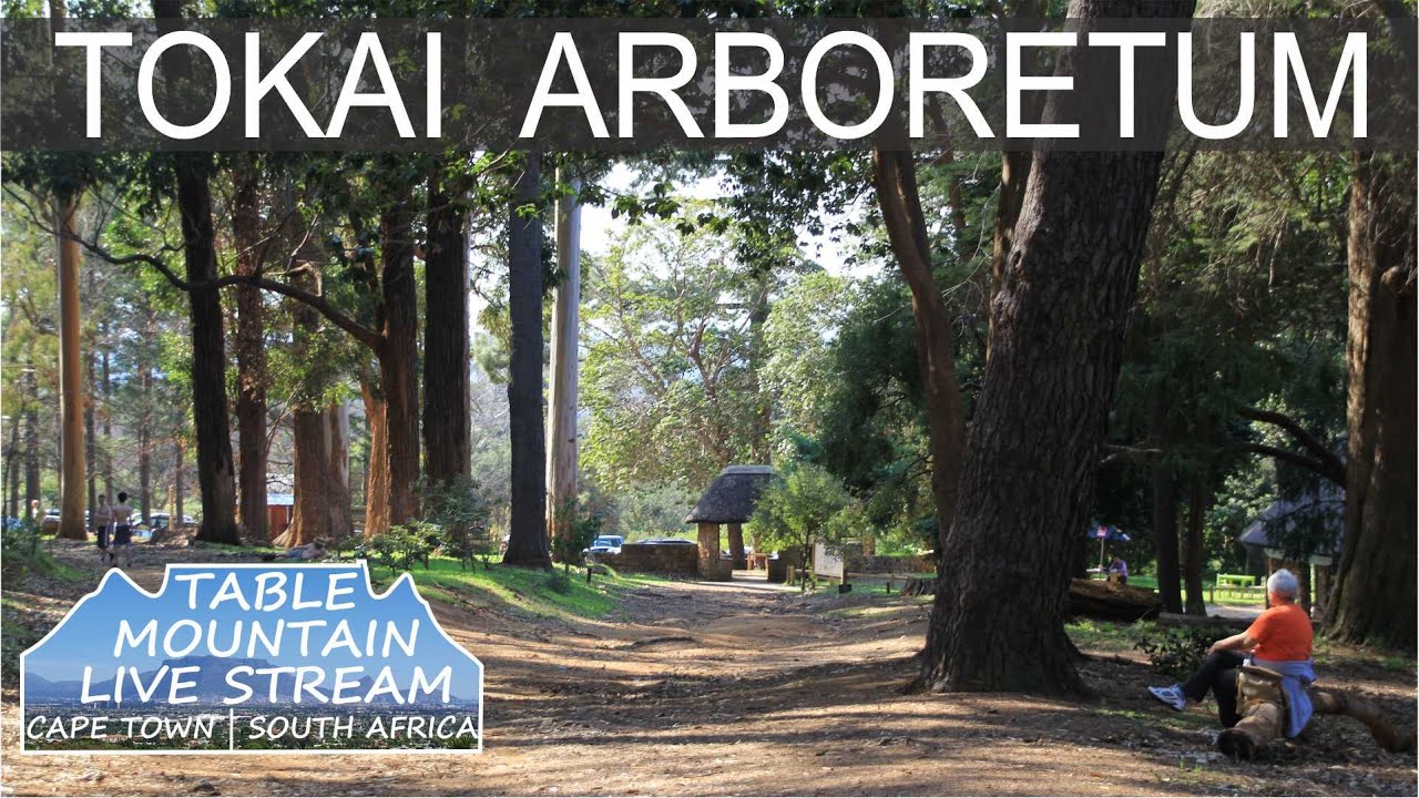 Tokai Arboretum Table Mountain Live Stream