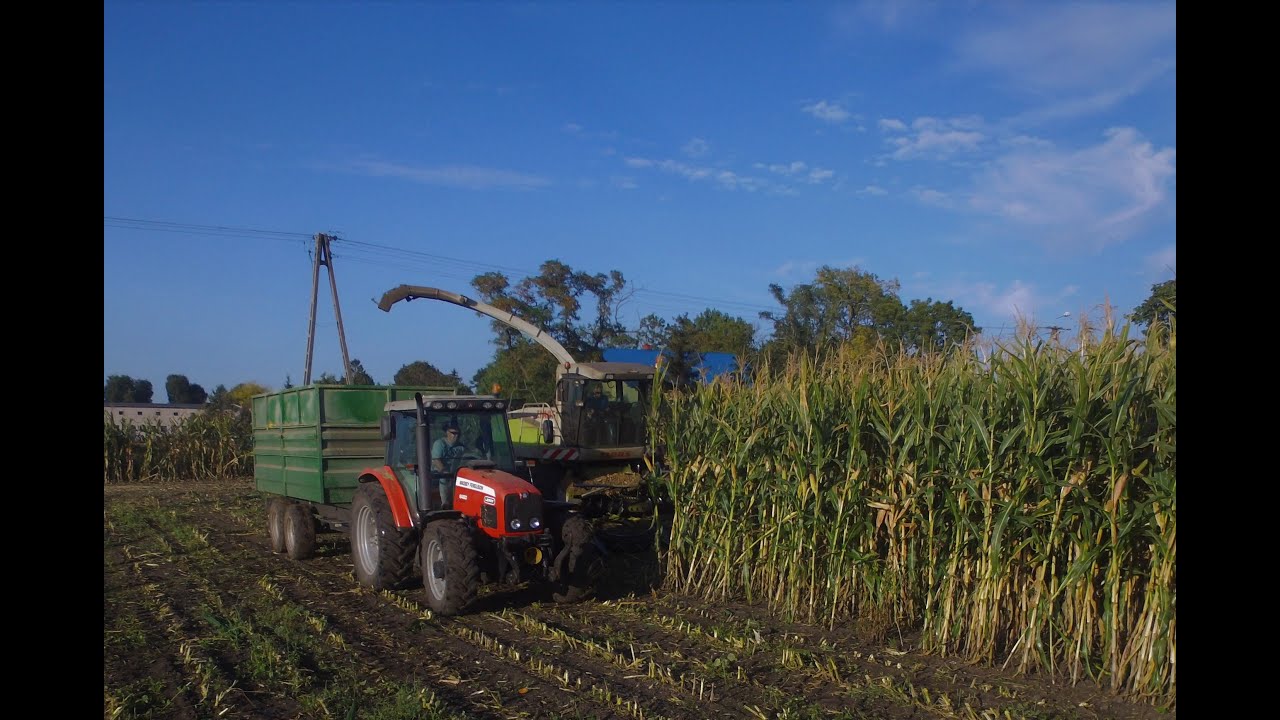 Kukurydza 2020 ☆ x3 Massey Ferguson & Claas Jaguar 870