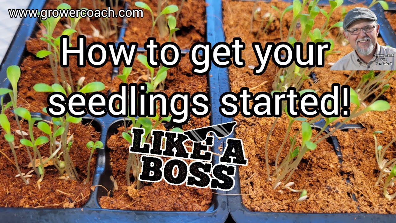 How To Get Your Seedlings Started