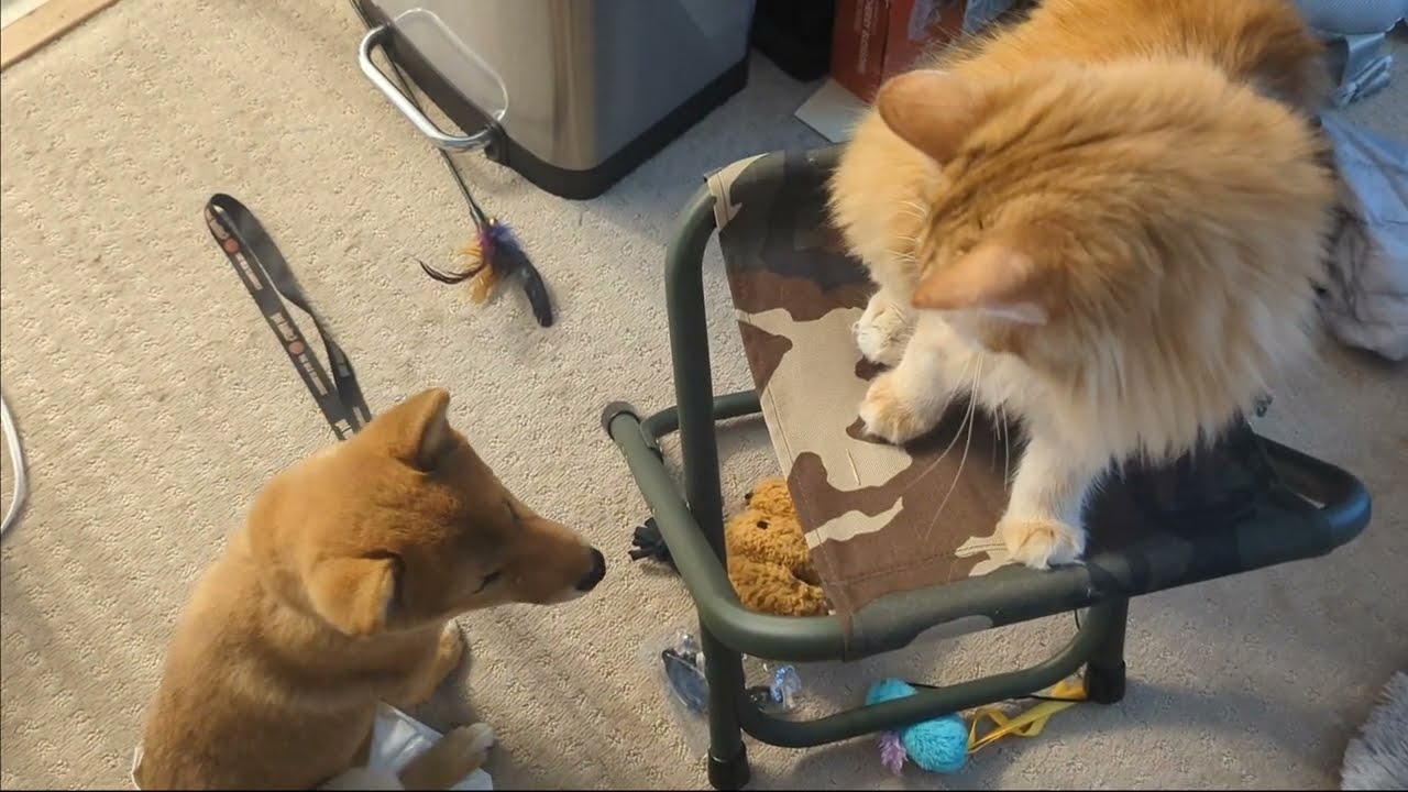 Shiba Inu Puppy Plays Lava Monster With Norwegian Forest Cat | It's Over, I've Got the High Ground