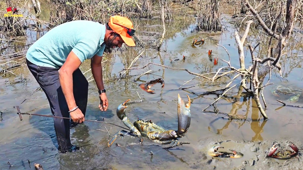 Giant Mangroves Mud Crab Catching | आगरात भेटल्या मोठ्या मोठ्या चिंबोर्‍या | Biggest Crab | Chimbora