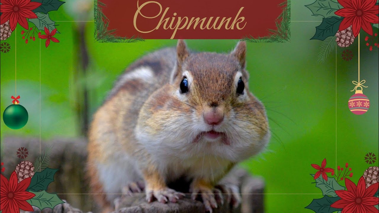 Мы знаем бурундуков 🐿️