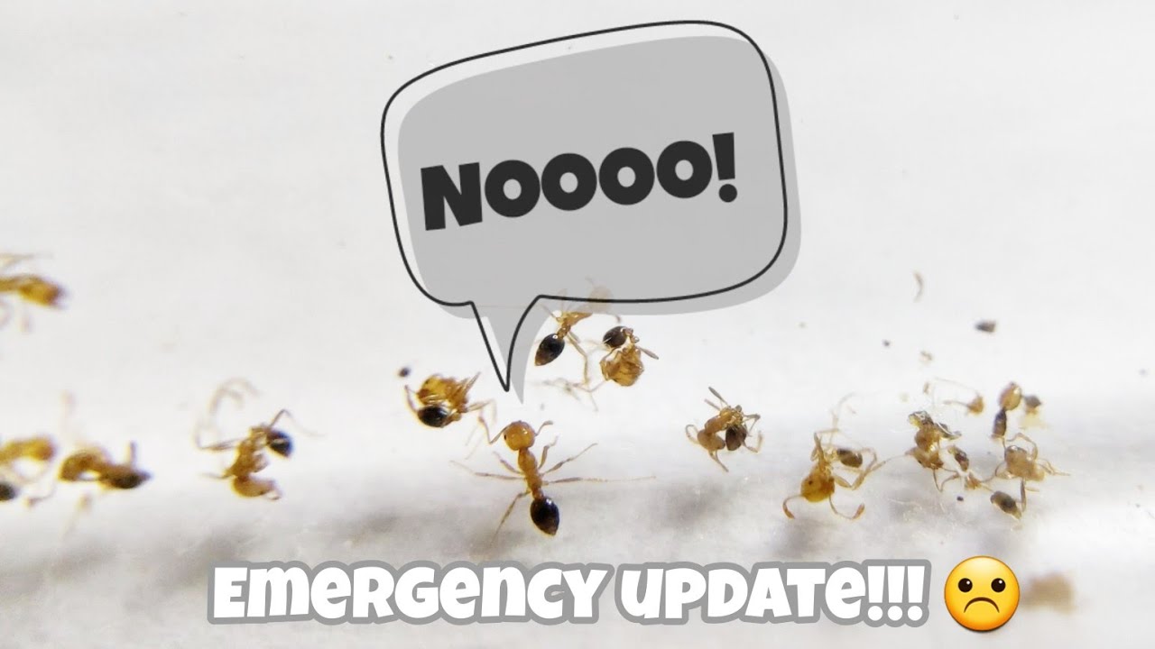 WHAT'S WRONG, MY FIRE ANTS | Solenopsis geminata Third Update (Real Quick)