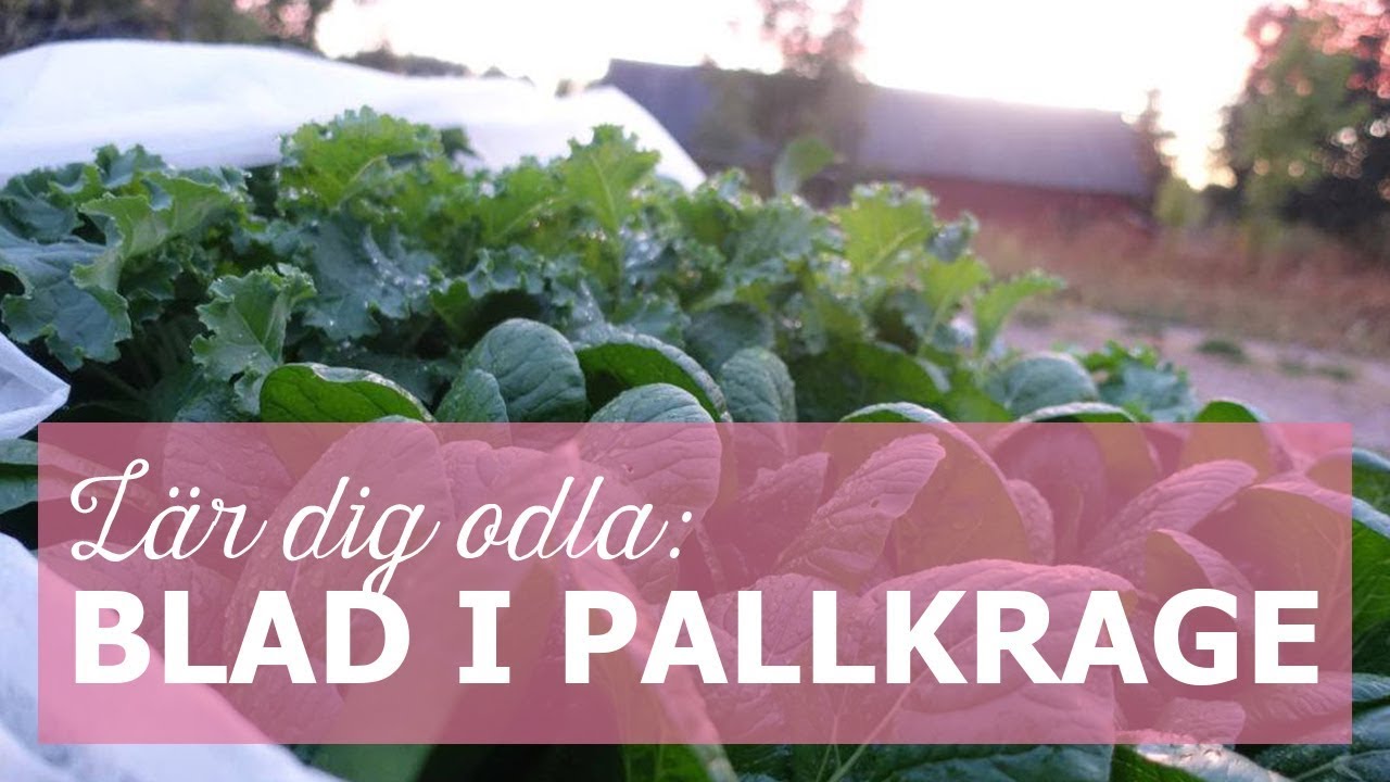 L&auml;r dig odla: Blad i pallkrage