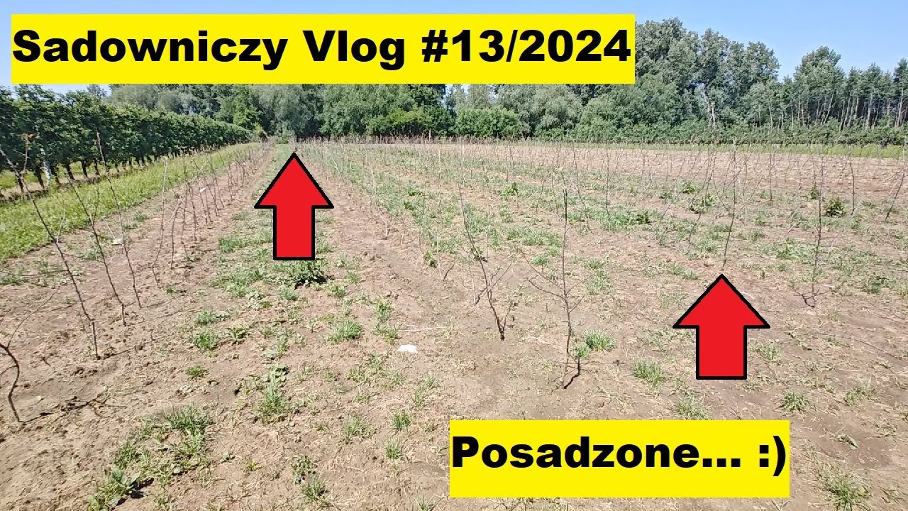 #Sadowniczy Vlog #13/2024