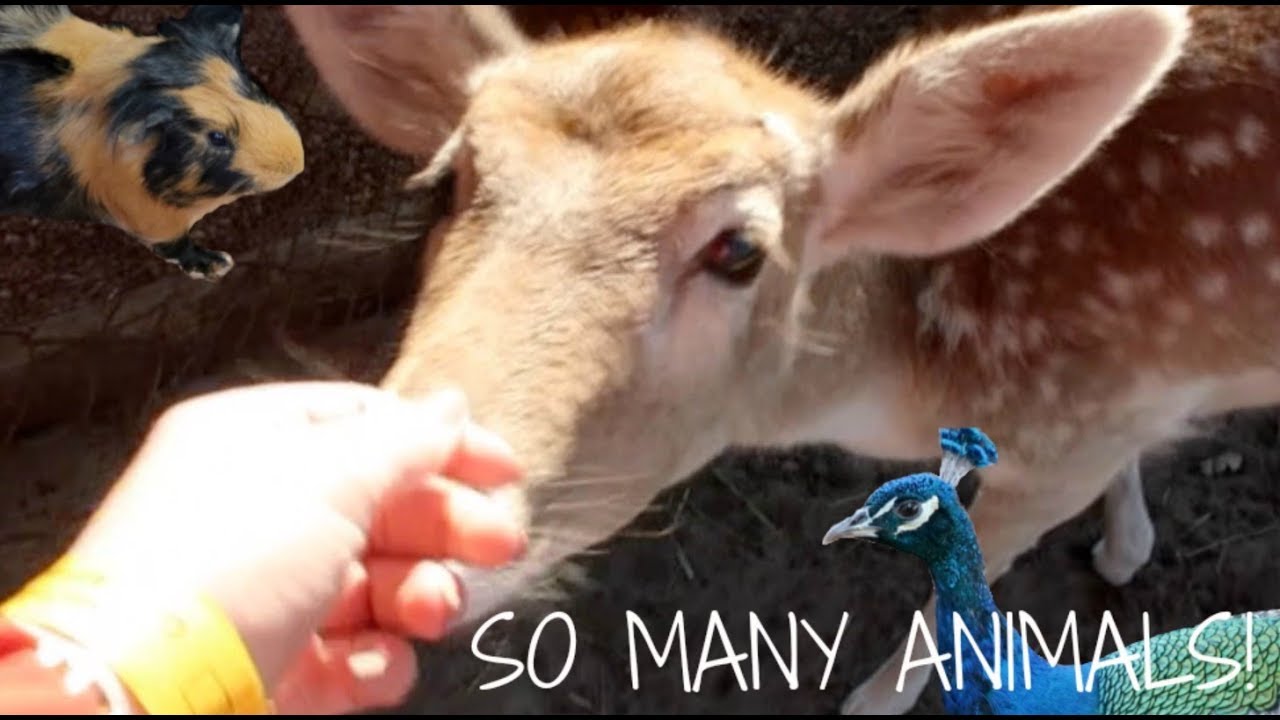 CUDDLY ANIMAL FARM! | Vlog 162