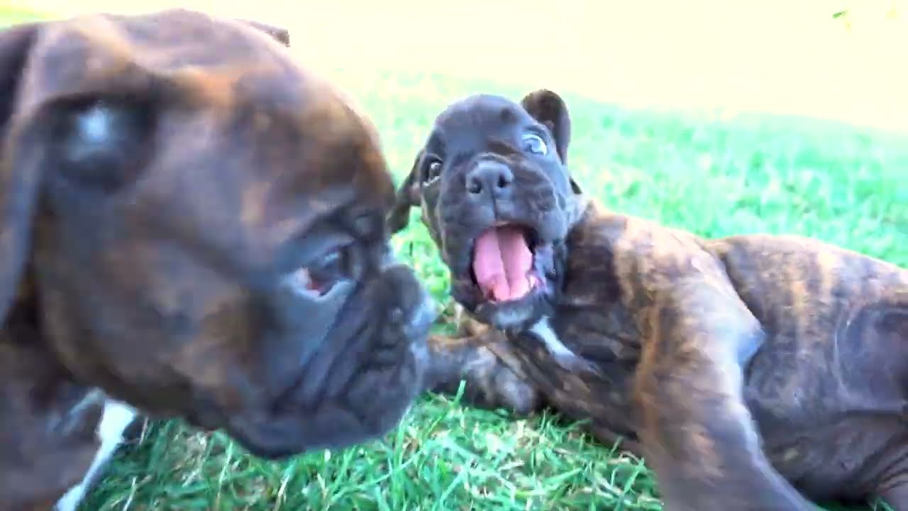 Gorgeous Boxer Puppies Crazy Play With Siblings And Mom! 😍 WE LOVE BOXERS! 😍