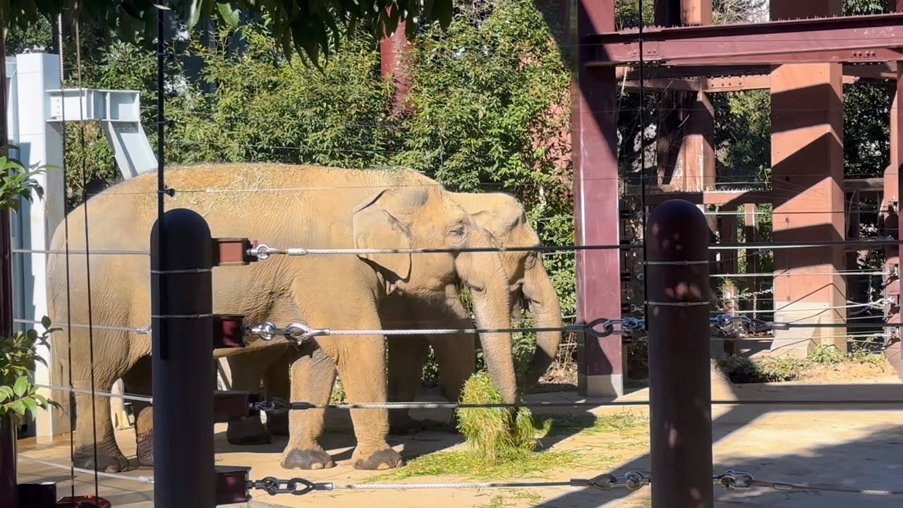 仲良く並んで食べるウタイちゃんとスーリヤさん🐘　1月12日 上野動物園　アジアゾウ