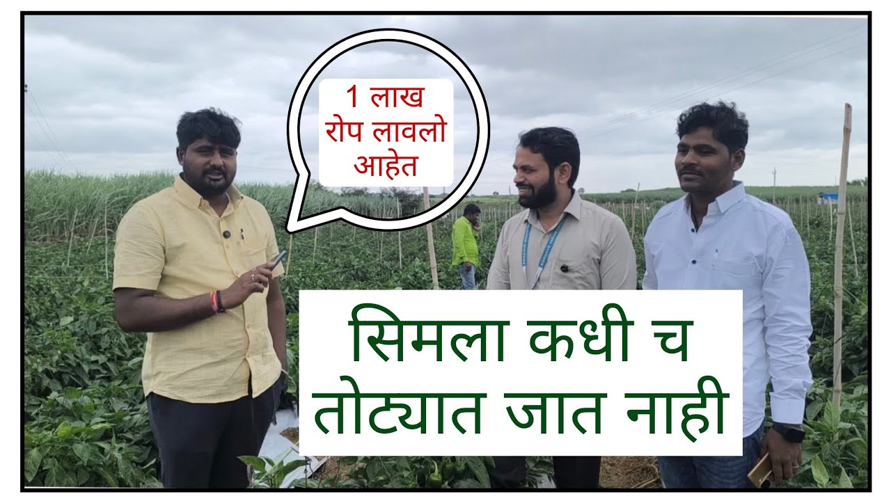 सिमला मिरची कधी च तोट्यात जात नाही #borgave #borgave_technology #farmer #सिमला #agriculture #farmer 