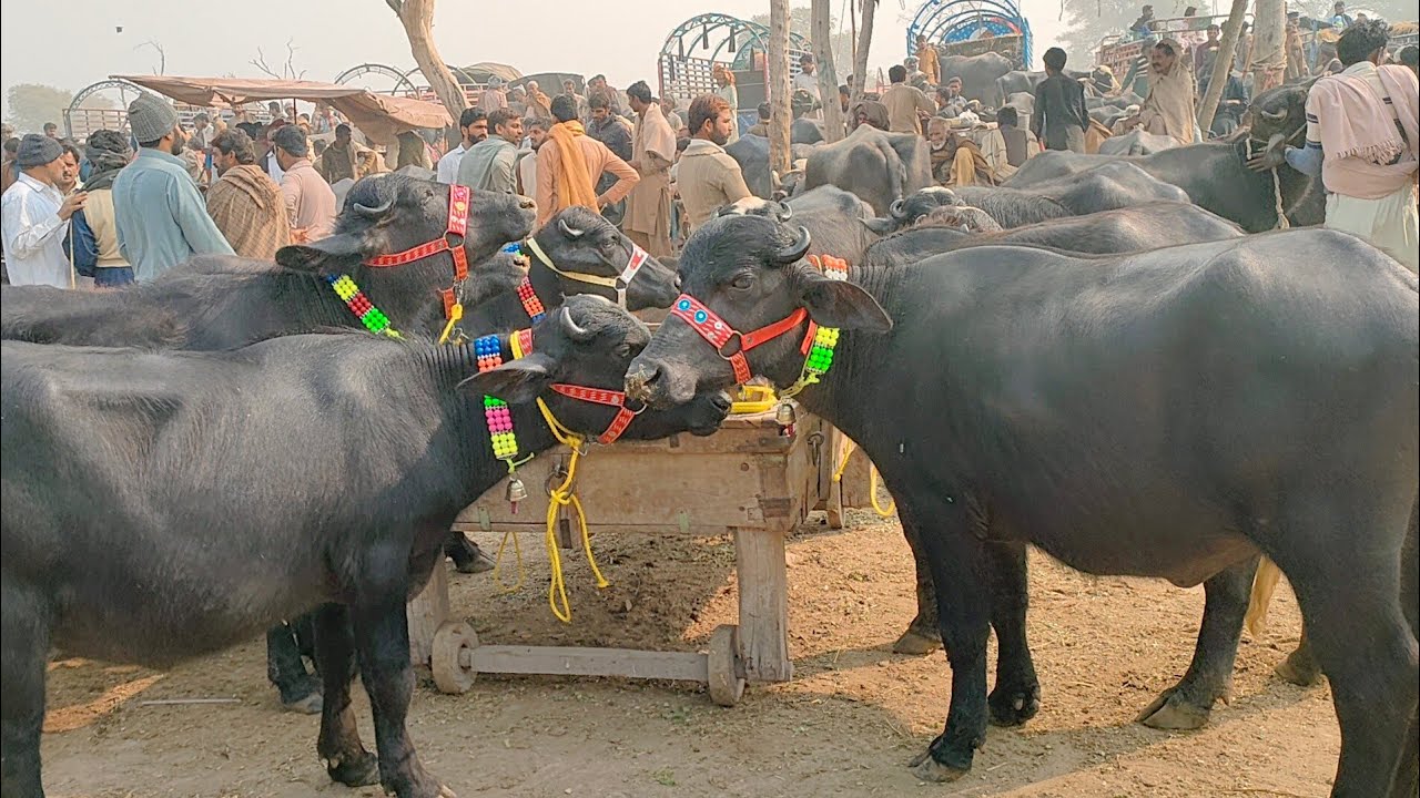 Neli Ravi Heifers Today Latest Rates Update In Malumor Mandi Jhang 2022