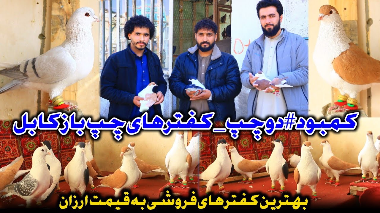 کفترهای چپ باز کابل | ده بهترین کفتر چپ 100 الی 100،000 هزار افغانی برای فروش | Precious Pigeons 