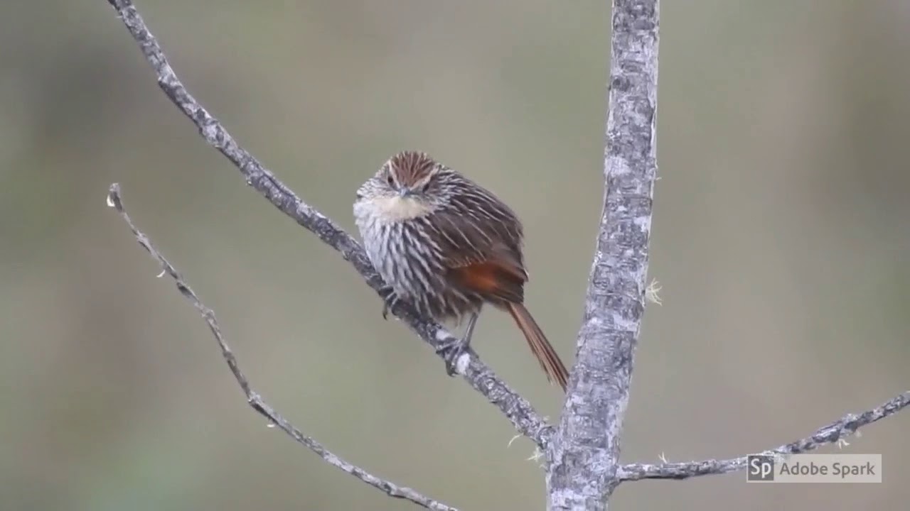 Many-striped Canastero (Asthenes flammulata) en Montepotrero, Hua2uco, Octubre de 2018