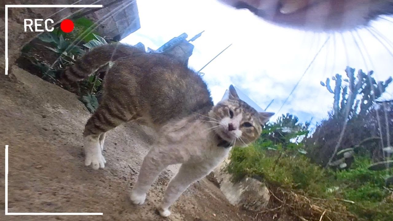 Cat With GoPro Meets Another Local Troublemaker (Ep 26)