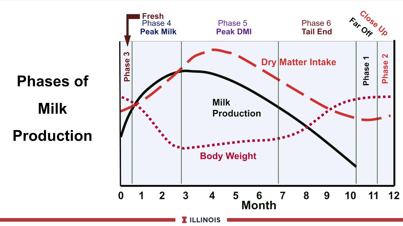 Optimizing Dry Matter Intake