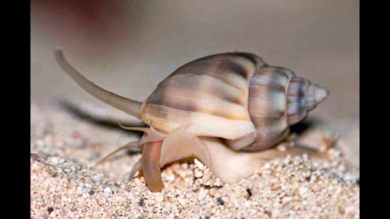 Nassarius Snail Care (Species Spotlight)