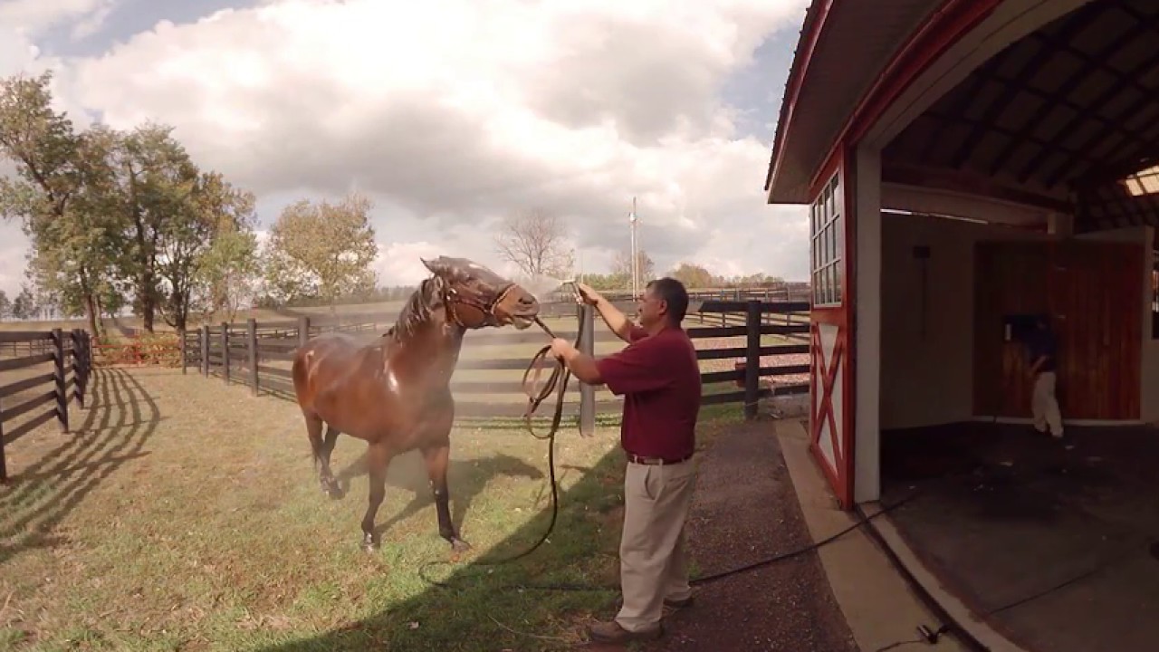 VisitLEX 360 | Horses