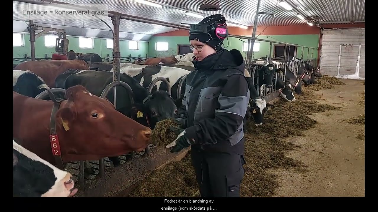 Farmer Time Finland: Mjölkproduktion i Purmo