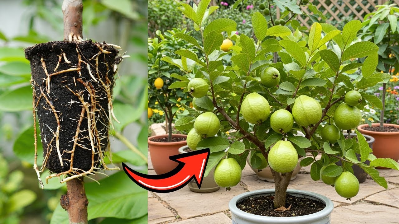 🌿10 Best Methods to Grow Guava from Cuttings and Air Layering! #live