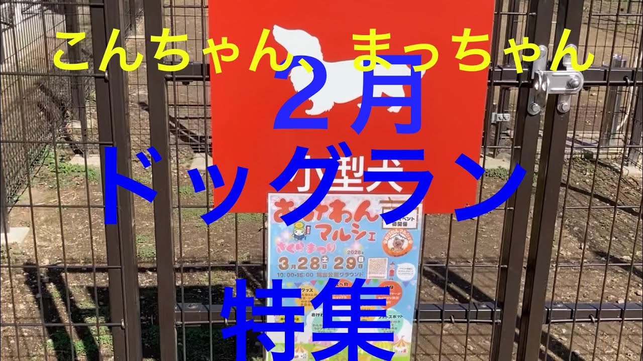 こんちゃん、まっちゃん(２月ドッグラン総集編)2026年3月4日#マルジャック #マルプー#ろまんちっく村#グランベリー大地#道の駅おけがわ #道の駅はなぞの#ドッグラン