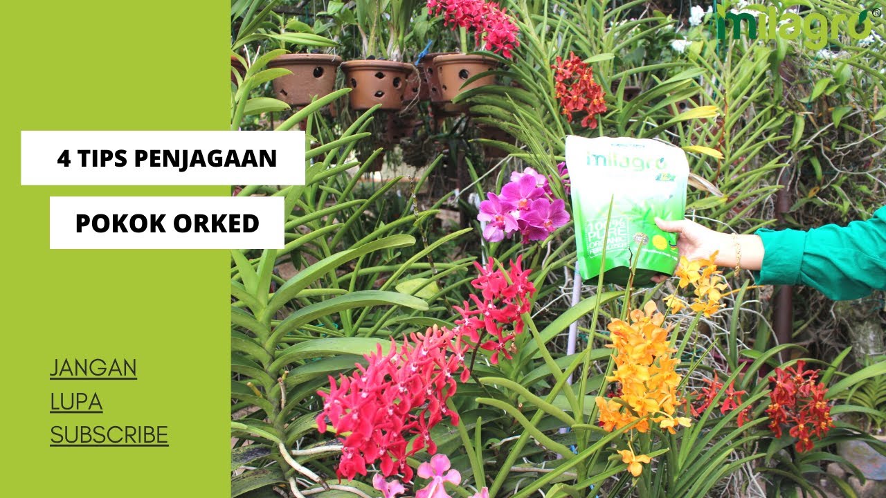 4 TIPS PENJAGAAN POKOK ORKED | Baja Milagro